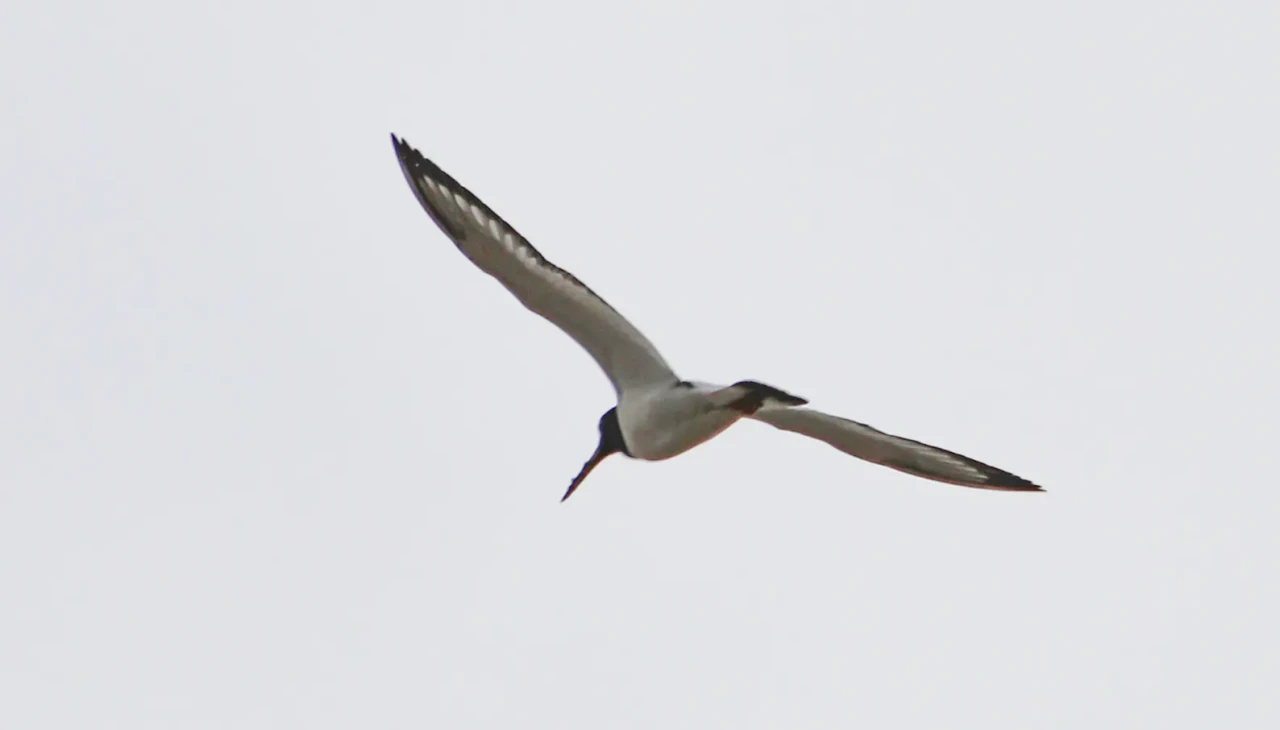 8 ülkelik göç yolculuğu: Poyraz Kuşu uyduyla adım adım izleniyor