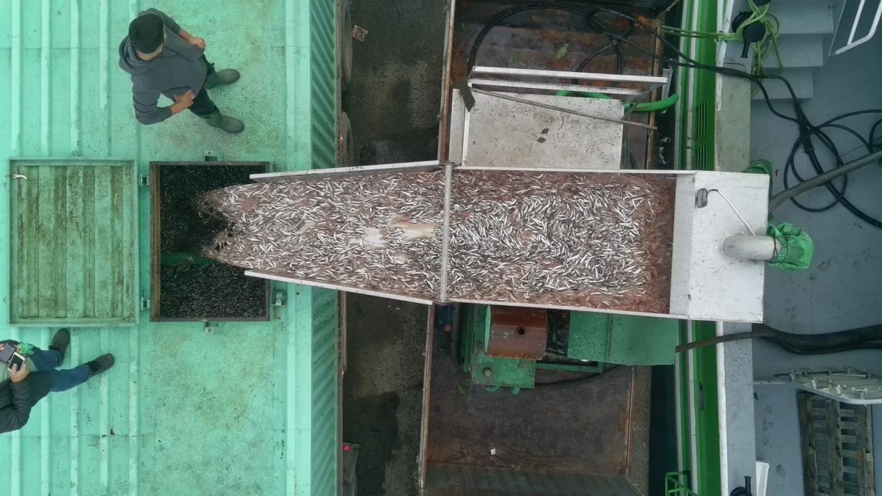 Sinop'ta balıkçılar hamsi avında şansını buldu: Tonlarca hamsi limana döndü