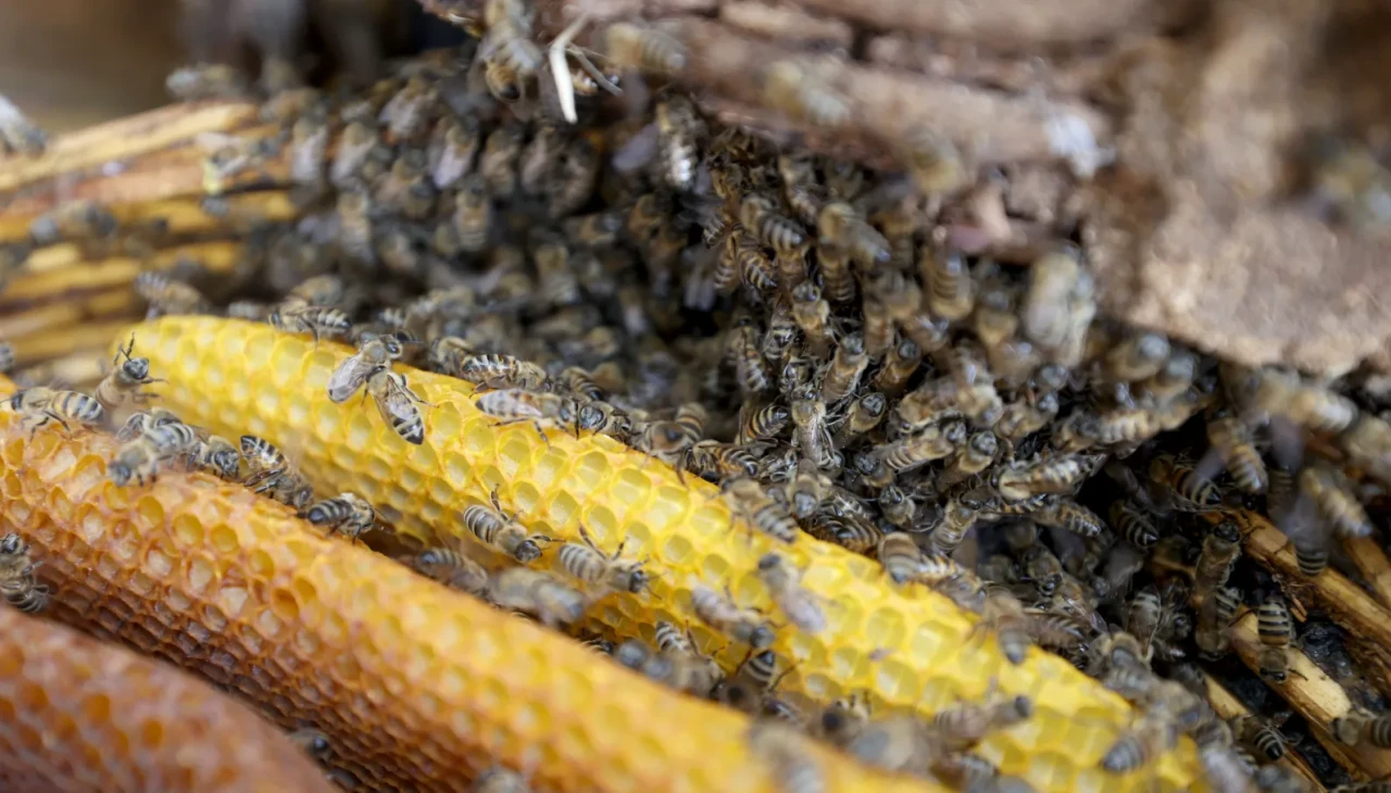 Mürvet Gürses'in organik bal üretiminde geleneksel yöntemler