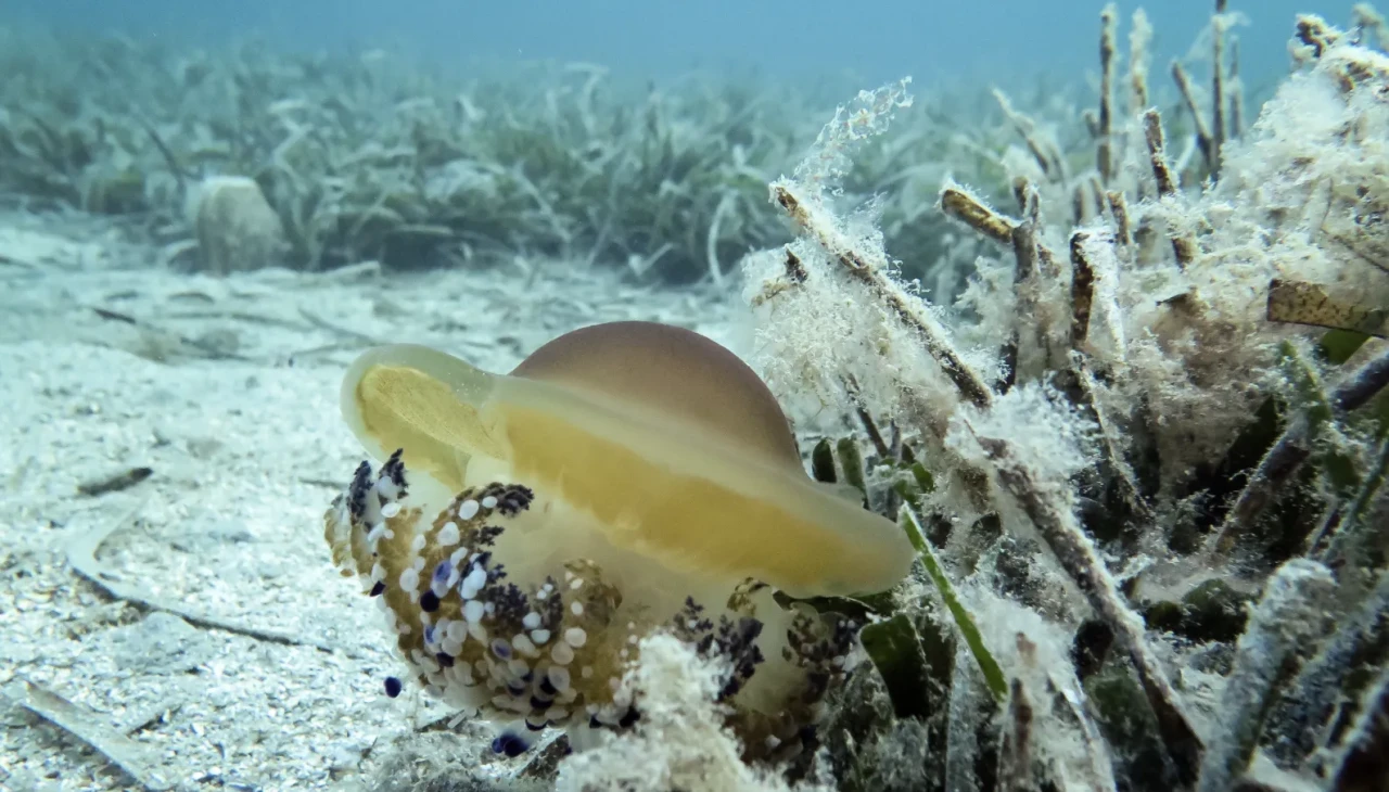 Marmara Denizi'nde müsilaj izine rastlanmadı: Gazioğlu'ndan açıklamalar