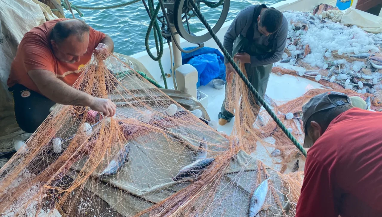 Sinop’ta palamut bereketi: Balıkçı 3 bin palamutla limana döndü