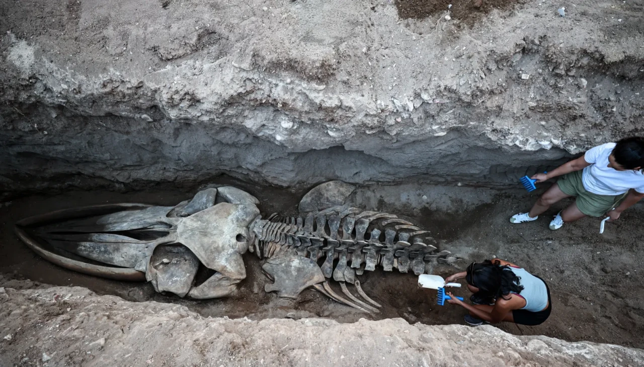 MEÜ’den tarihi proje: 14 metrelik balina iskeleti gün yüzünde