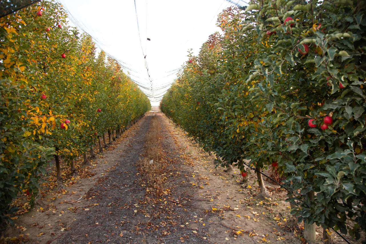 Karaman'da elma sezonu sona eriyor: İşçiler 'Golden' çeşitlerinde titizlikle çalışıyor