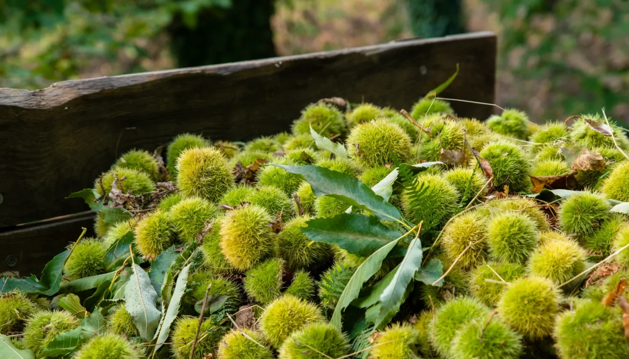 Kemer Mahallesi’nden Türkiye ve Dünyaya Kestane İhracatı