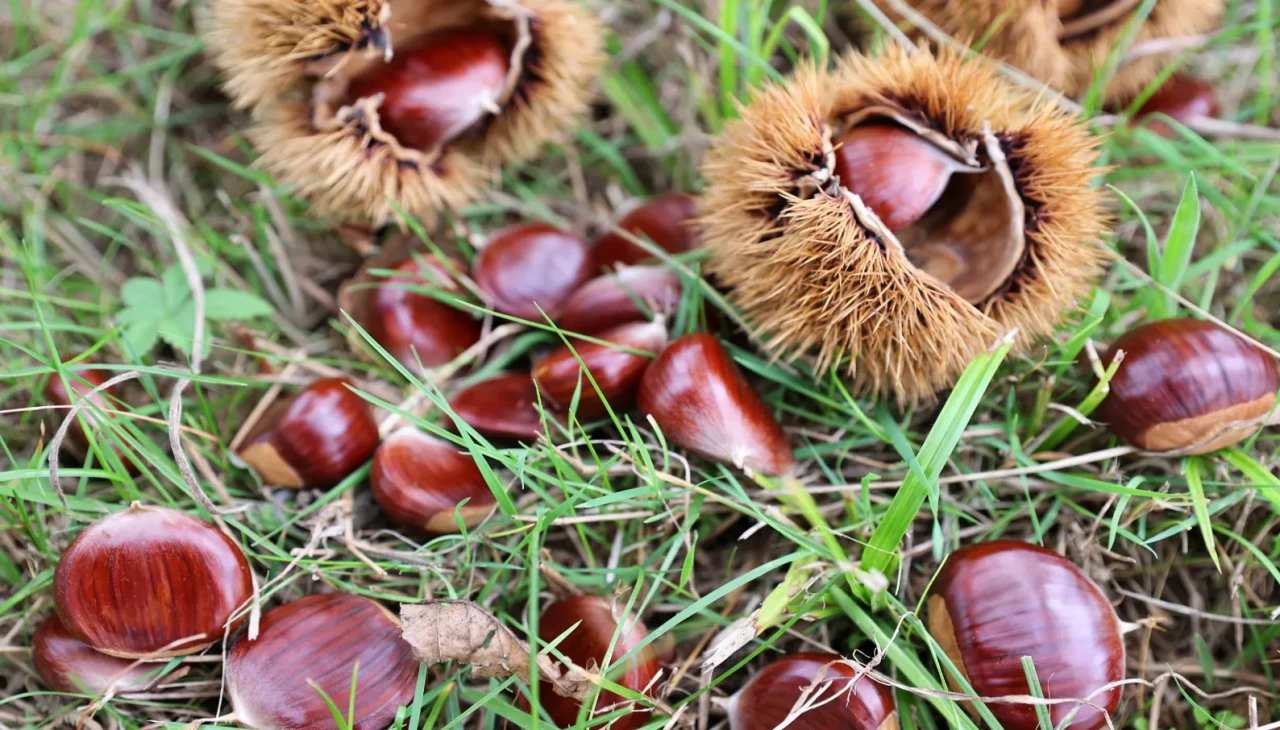 Samsun'da kestane kanseriyle mücadele: Dayanıklı türler geliştiriliyor
