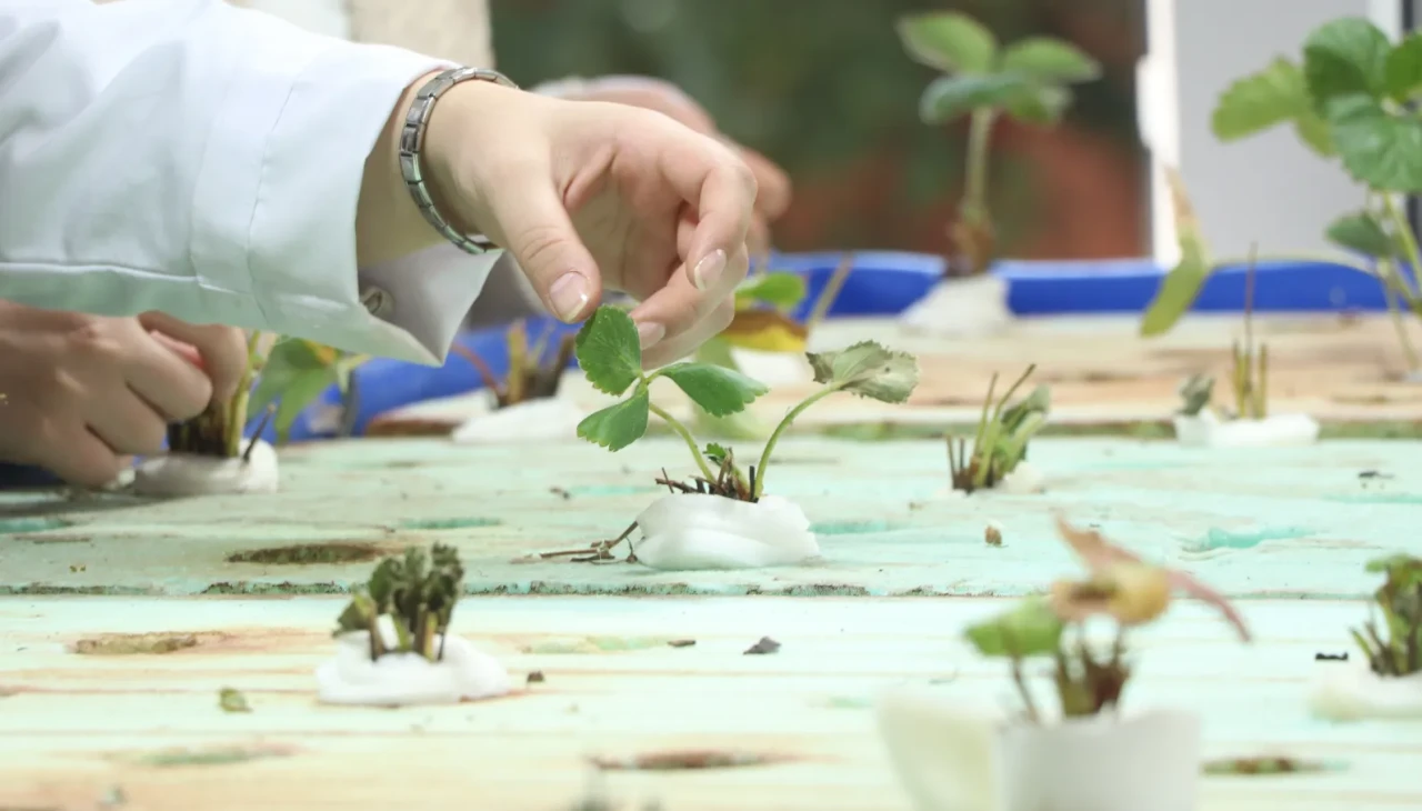 Su mercimeği ve balık gübresi: Kayseri’de topraksız tarım devrimi