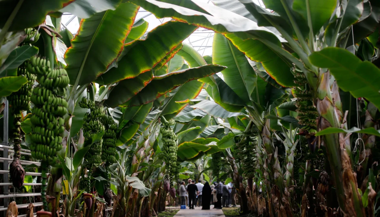 Aras Nehri kıyısında tropikal cennet: İran’ın en büyük serası