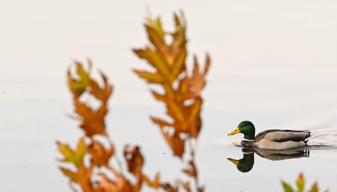 Ankara'da sonbaharın renkleri: Anadolu Göleti'nde doğa harikaları