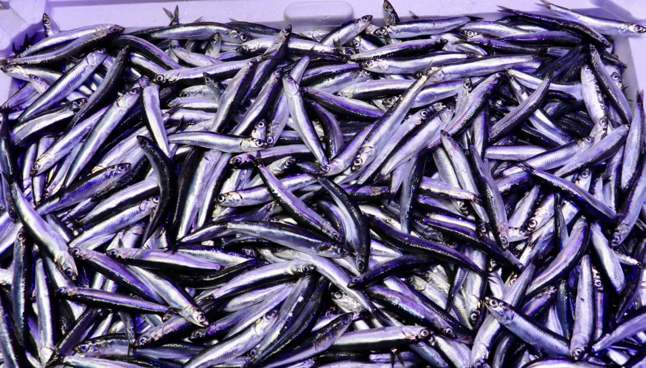 Karadeniz’de bereketli sezon: Hamsi 75 liradan tezgahlarda