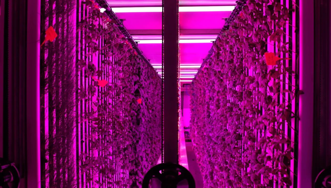 Geleceğin tarımı kampüste: Yüzde 99 su tasarruflu dikey konteyner