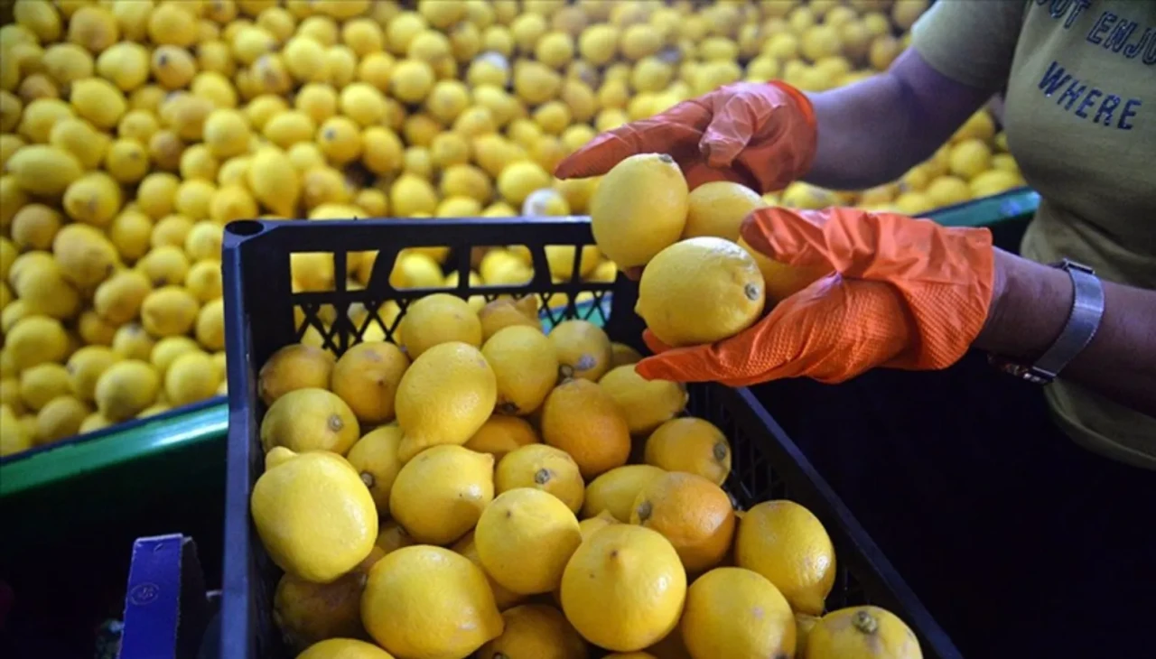 Gıda arz güvenliği için limon ihracatına geçici kısıtlama