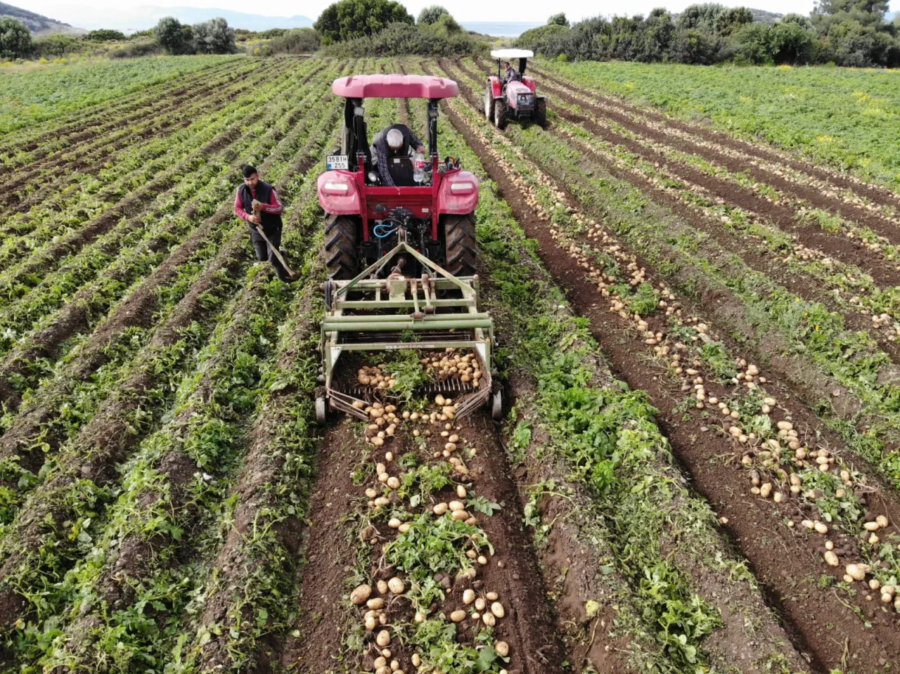 Datça'da turfanda patates hasadı başladı