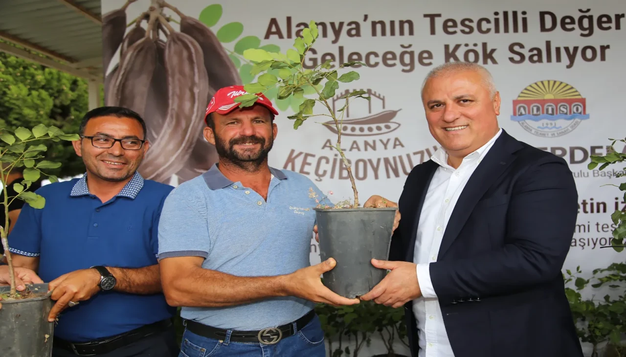 Alanya Keçiboynuzuna coğrafi işaret tescili: Üreticilere 3 bin fidan dağıtıldı