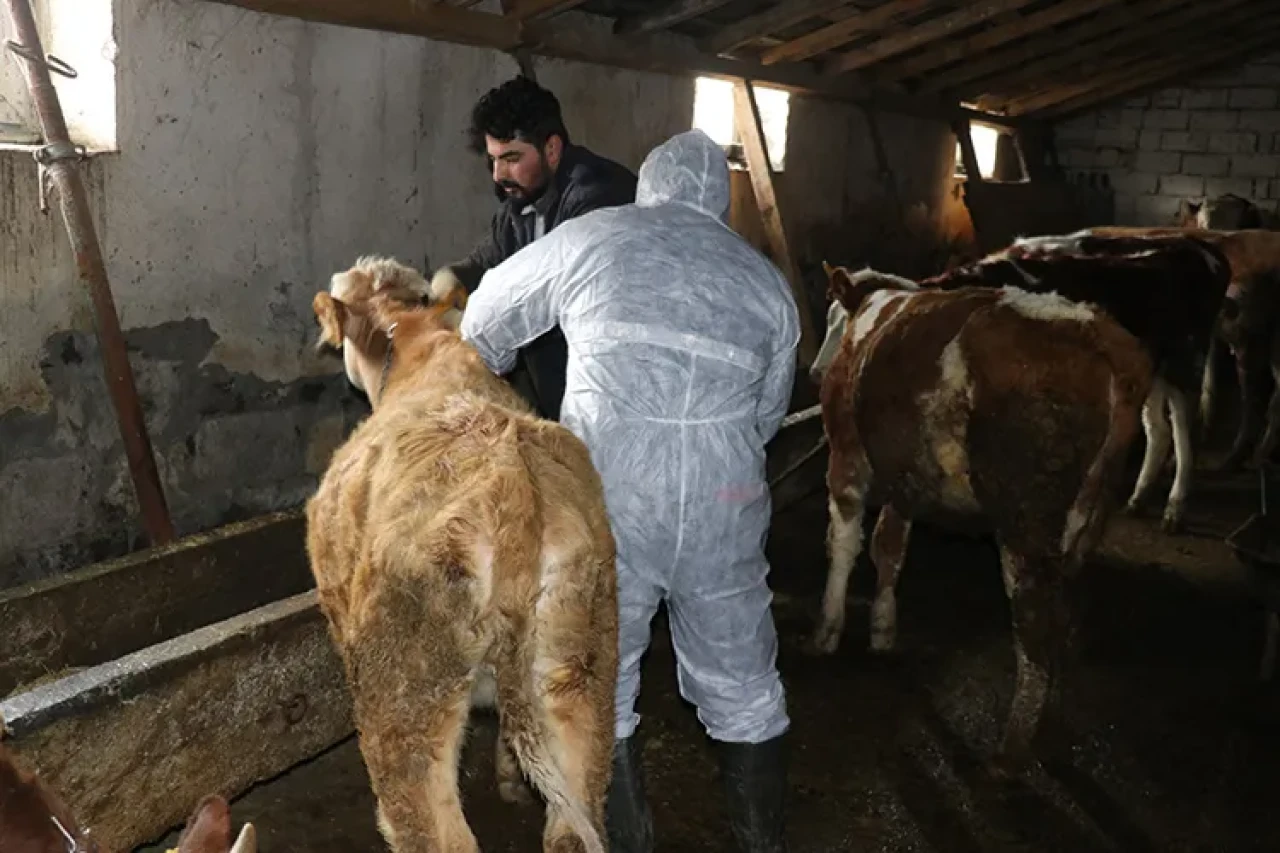 Sivas'ta şap hastalığına karşı karantina: Hayvan ticaretine yasak geldi