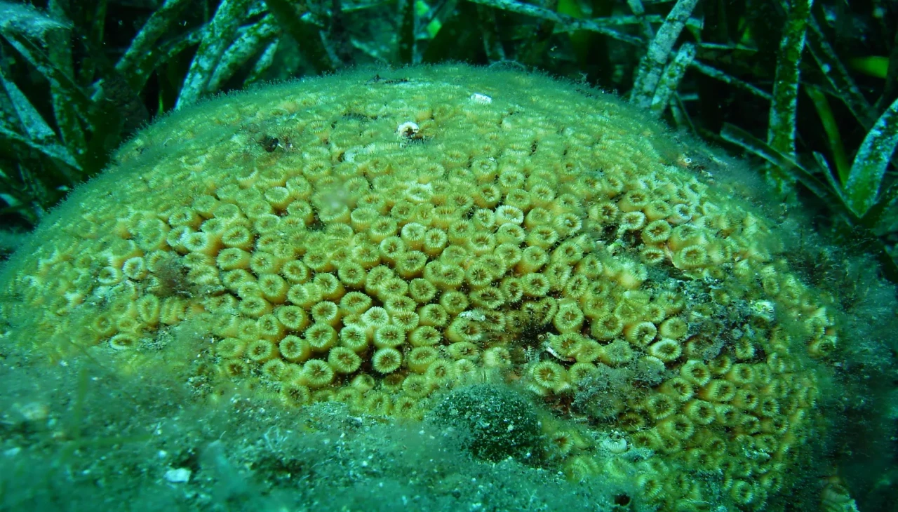 Denizlerin ormanları: Mercanlar projesi hayata geçti