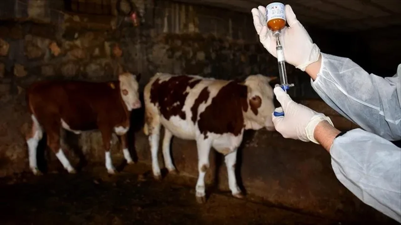 Türkiye'de şap hastalığı alarm veriyor! Uzmanlar hangi önlemleri öneriyor?