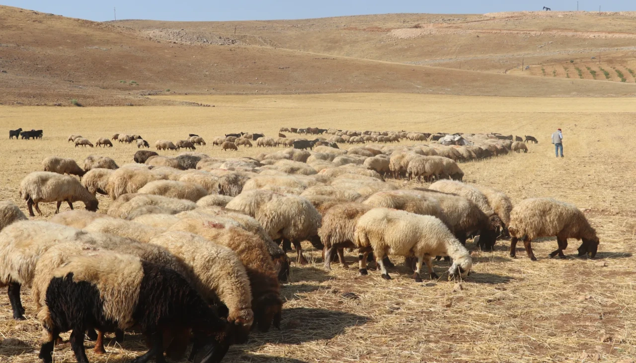 Batman'da hasat sonrası tarlalar hayvanlar için otlak olarak değerlendiriliyor