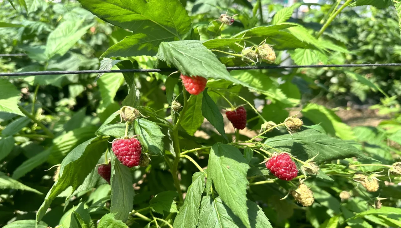 Isparta’da Ahududu Hasadı Başladı: Genç Girişimciler ve Kadın Üreticiler Öne Çıkıyor