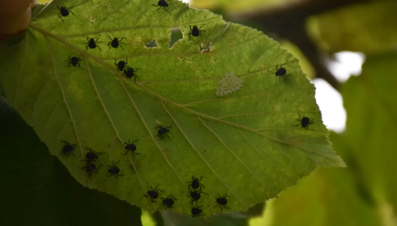 65 Bin Hektarlık Alanda Kahverengi Kokarca Mücadelesi