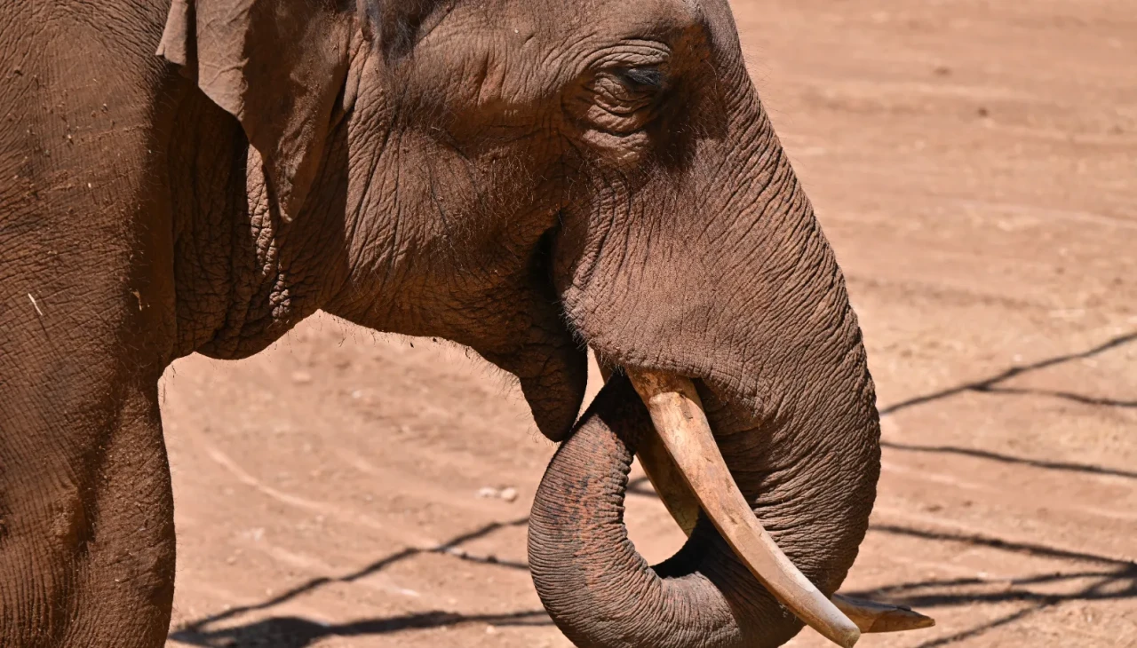 Dünya Fil Günü'nde 'Gabi' için özel menü hazırlandı