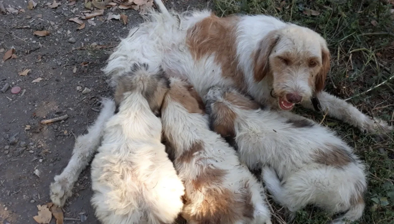 Mersin'de çukura düşen köpek yavrusunu itfaiye kurtardı
