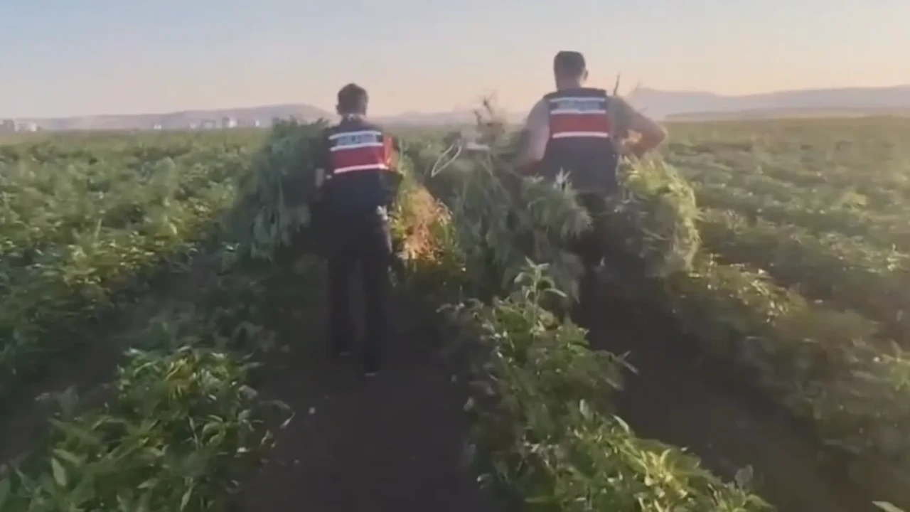 Ankara'da büyük uyuşturucu operasyonu: 3 kilogram esrar ve 86 kök skunk ele geçirildi