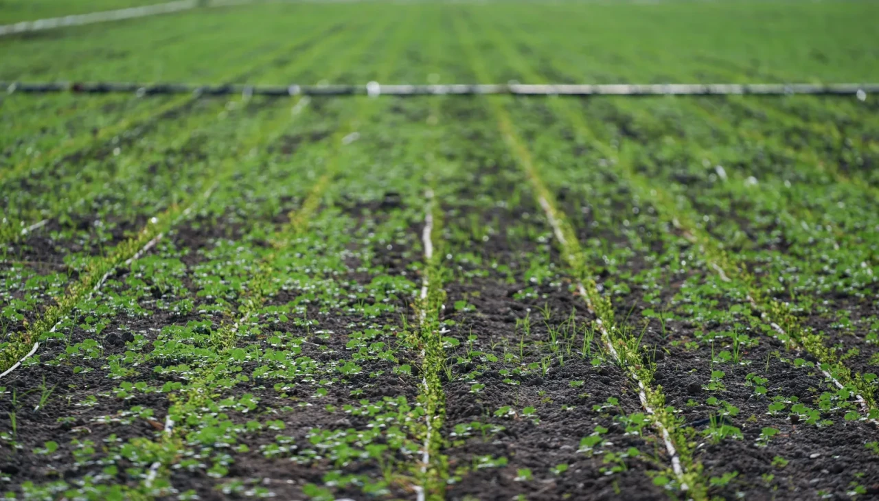 İzmir’de kuraklık besicileri "sorgum sudan" otuna yöneltti