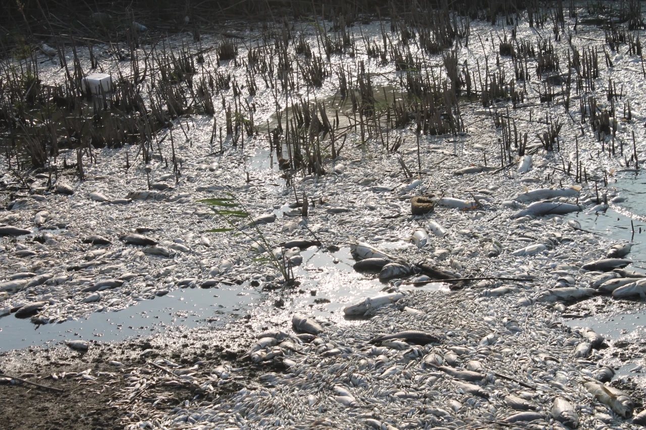 Manyas Gölü'nde toplu balık ölümleri! Bakanlık inceleme başlattı, halk acil önlem istiyor