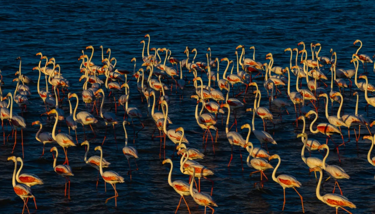 Gelingüllü barajı'nda flamingoların görsel şöleni