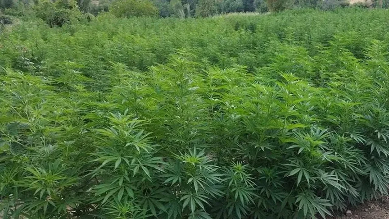 Refahiye'de uyuşturucu operasyonu: 204 kök kenevir ve 2.714 gram esrar ele geçirildi