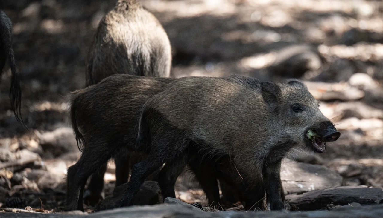 Kuşadası'ndaki milli parkta yaban domuzları alarm verdi