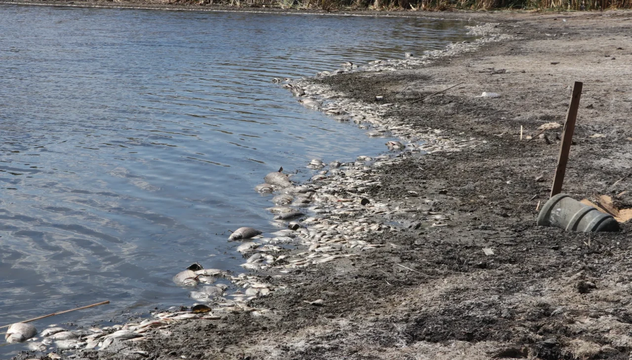 Muratlı'daki gölette kuraklık balıkları yok etti