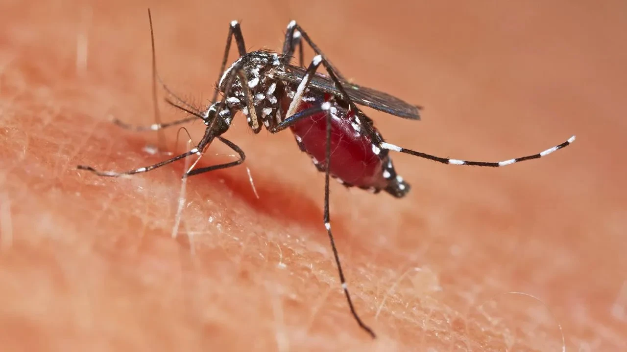 Avrupa'da Batı Nil Virüsü alarmı: Uzmanlar rekor vaka sayısına dikkat çekiyor