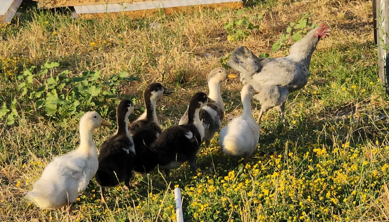 Ördek yavrularına annelik yapan tavuk