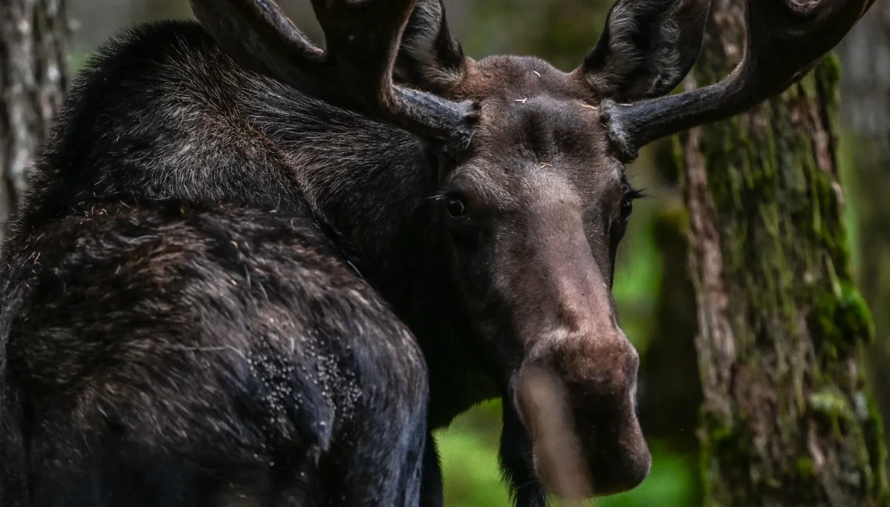 Alaska'da Kanada Geyikleri görüldü