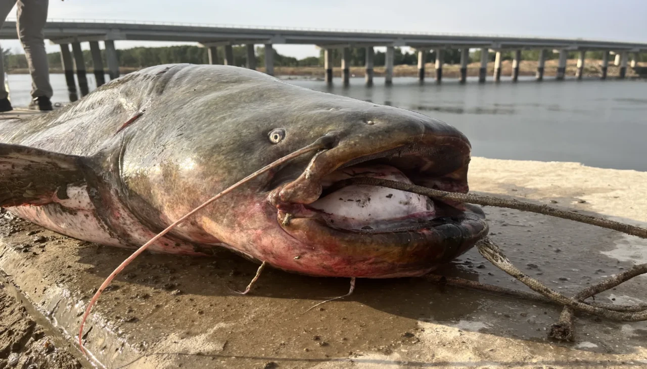 Meriç Nehri'nde 2,5 metrelik dev yayın balığı