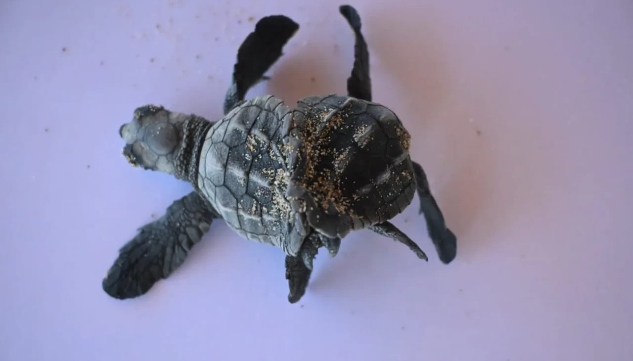 Antalya'da siyam ikizi caretta caretta yavrusu görüldü