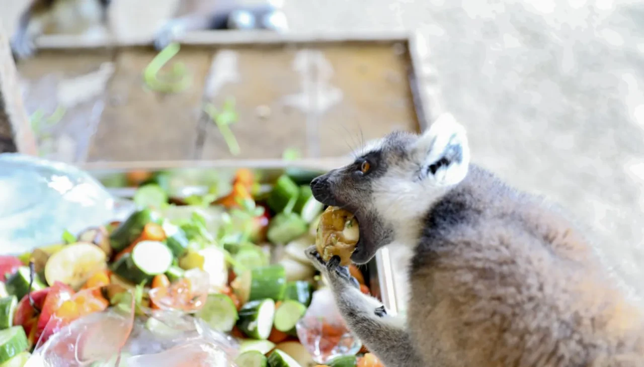 Tarsus Doğa Parkı'nda sıcak havalara karşı hayvanlara özel meyve kokteylleri