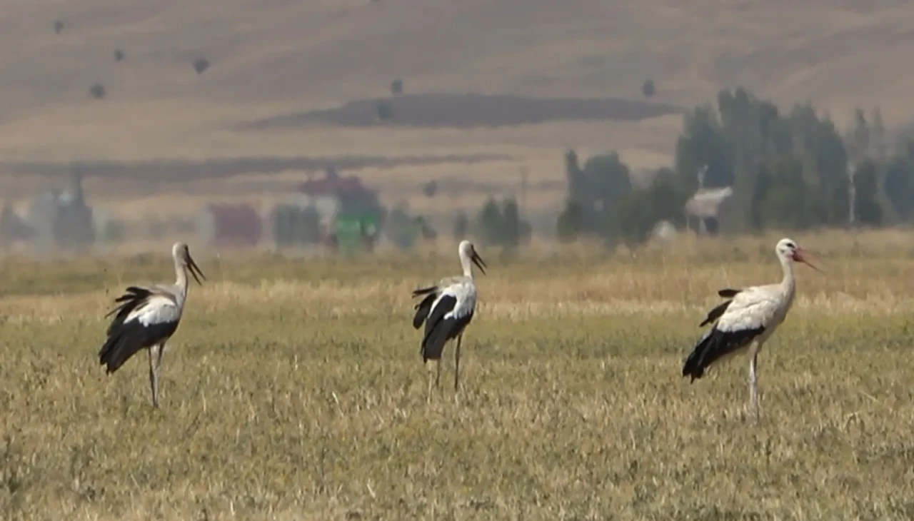 Muş Ovası'ndaki leylekler Afrika'ya göç yolculuğuna hazırlanıyor