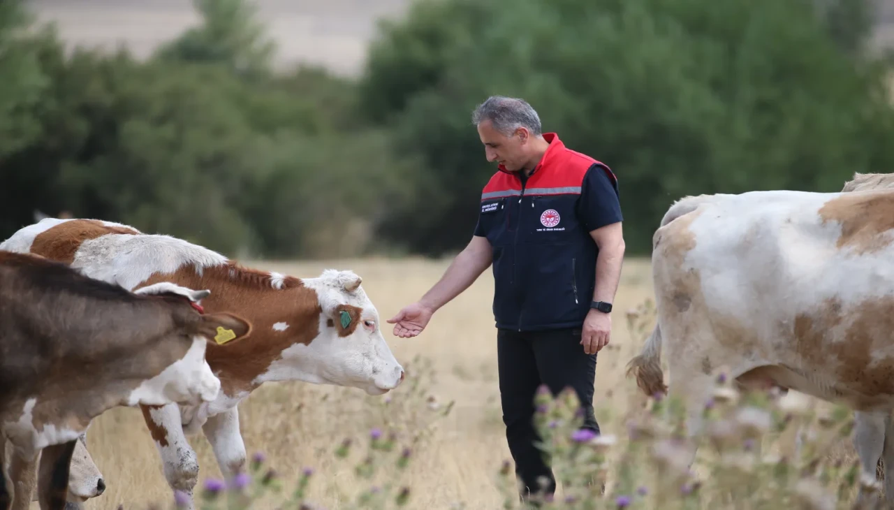 Kars'ta şap hastalığı kontrol altına alındı 1 milyon hayvan yeniden merada