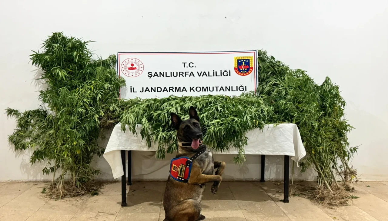 Şanlıurfa'da uyuşturucu operasyonu: 156 gram esrar ele geçirildi