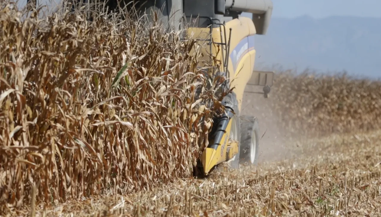 Osmaniye’de mısır hasadı başladı