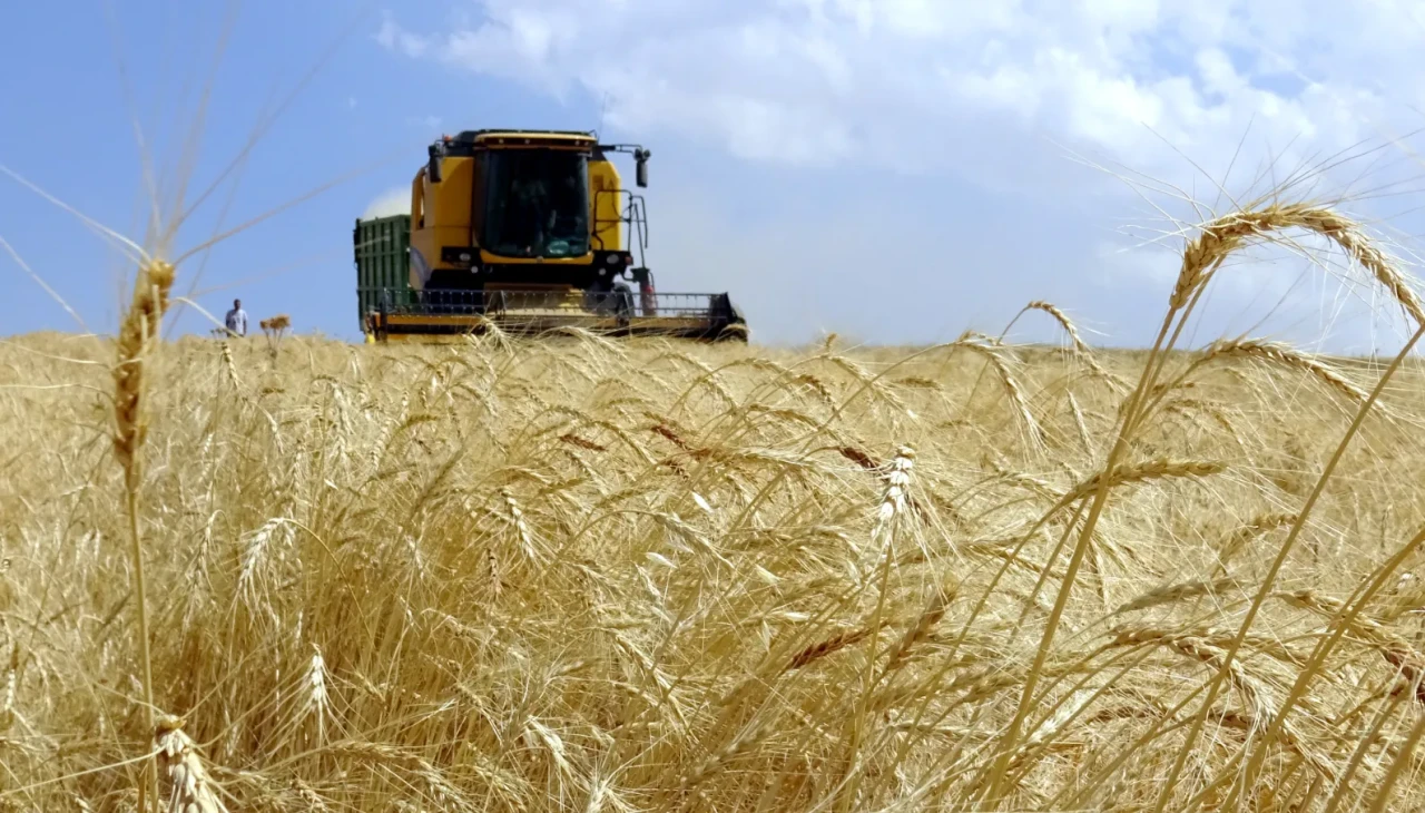 Kars'ta son buğday hasadı: Çiftçiler yoğun çalışma içinde