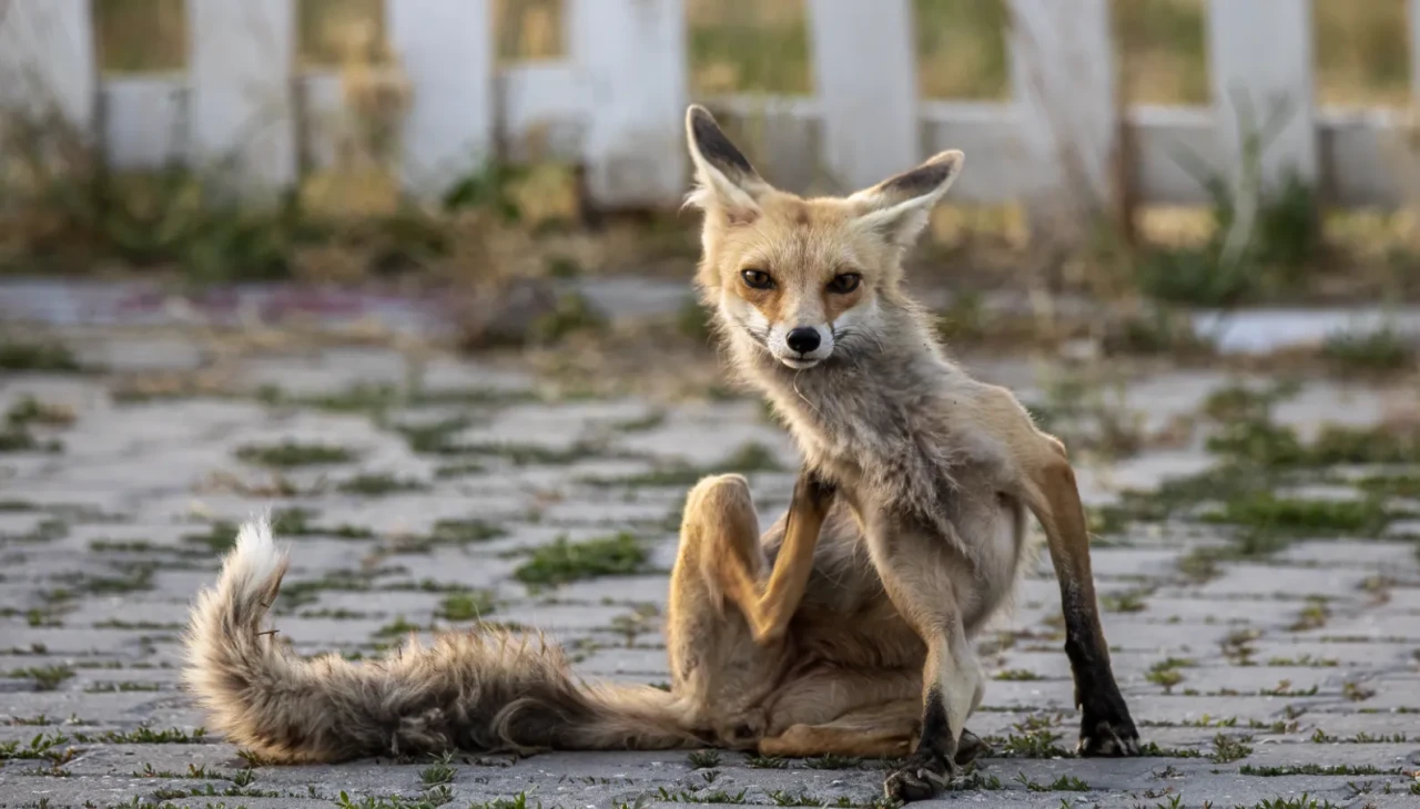 Erciş'te her akşam polis lokaline gelen sevimli misafir: Tilki