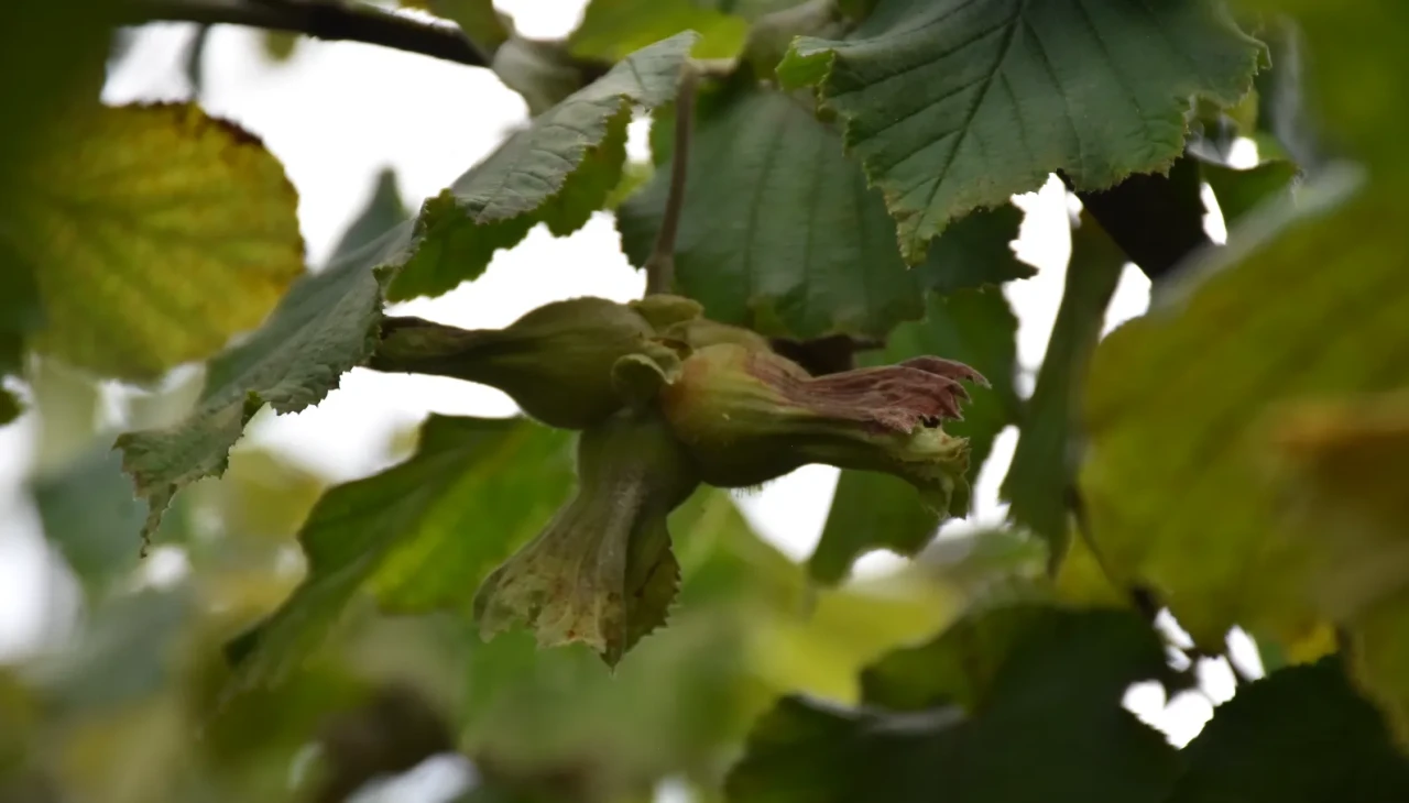 Dünya Fındık Haftası’nda Hasat Şenliği Coşkusu