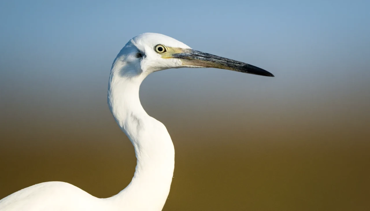 Kocaçay Deltası: Balıkçıl Kuşların büyüleyici dansı ve ekosistemin renkleri