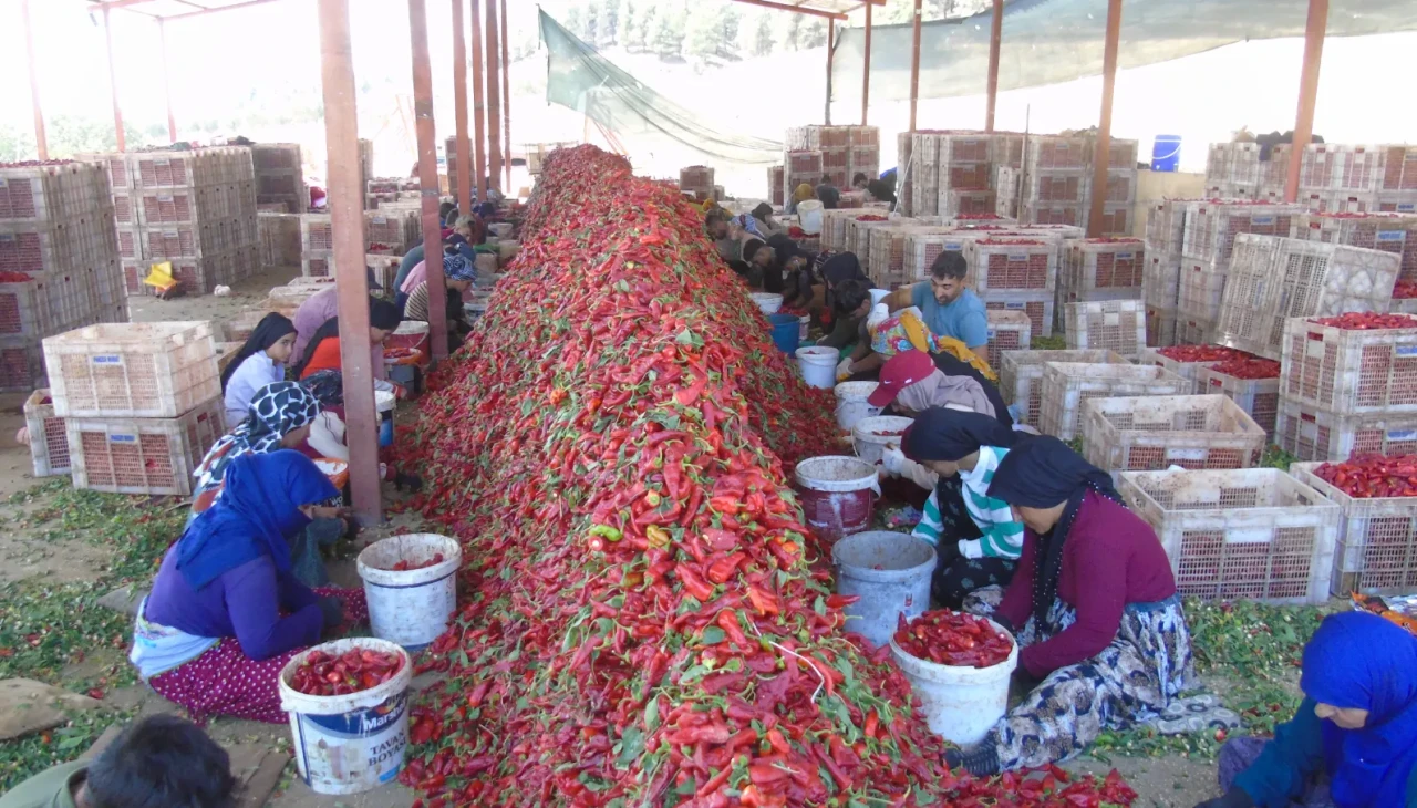 Gaziantep İslahiye’de biber hasadında “Acı” mesai başladı