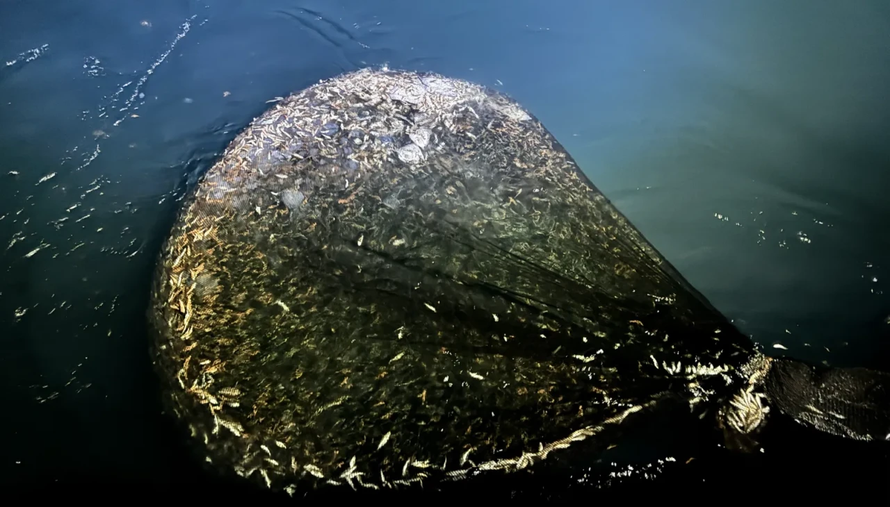 Ordu'da balıkçılar "vira bismillah" dedi yeni sezon bereketle başladı