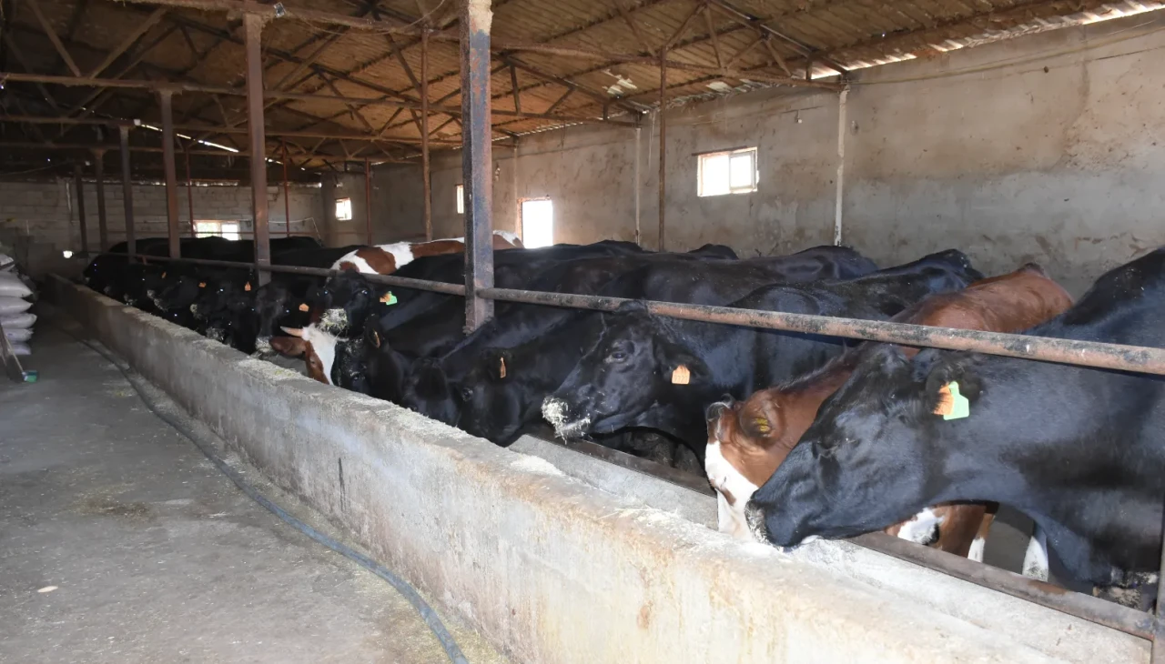 Malatya'da besicilere 2 Bin 932 damızlık büyükbaş hayvan dağıtıldı