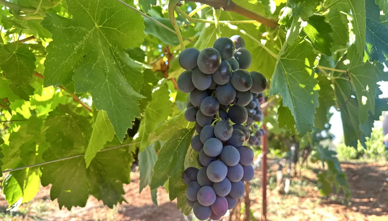 Isparta'da devlet desteğiyle kurulan üzüm bağlarında hasat başladı